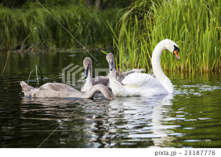 swans are swimming together in the Hancza River swans are swimming together in the Hancza River 23187776