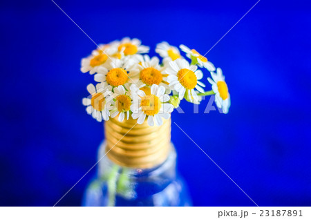花瓶 23187891
