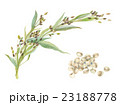 はとむぎ　穂・実 23188778