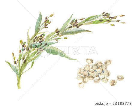 はとむぎ 穂・実 はとむぎ 穂・実 23188778