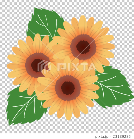 sunflower sunflower 23189285