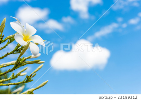 White plumeria with blue sky background White plumeria with blue sky background 23189312
