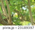蝉 23189397