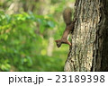 エゾリス 23189398