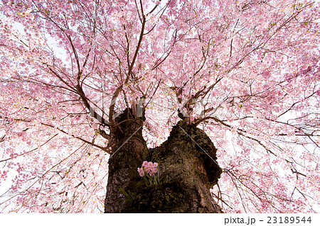 しだれ桜 しだれ桜 23189544