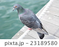 海辺の鳩 23189580