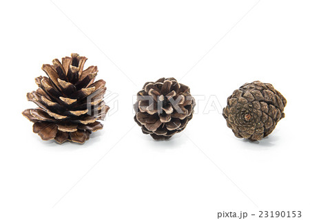 brown pine cone isolated on white background 23190153
