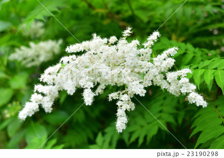 ホザキナナカマド 23190298