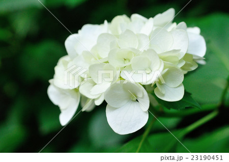 白いアジサイ c 白いアジサイ c 23190451