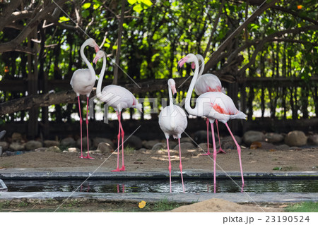 group of flamingo 23190524
