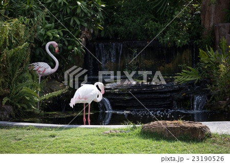 flamingo in farm 23190526