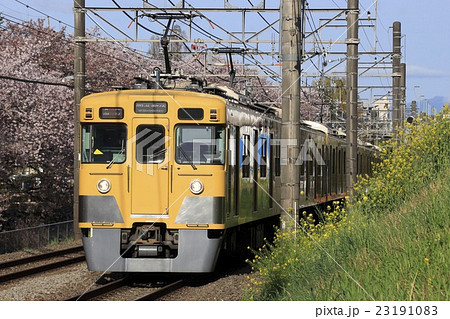 桜並木と西武新宿線旧2000系 桜並木と西武新宿線旧2000系 23191083