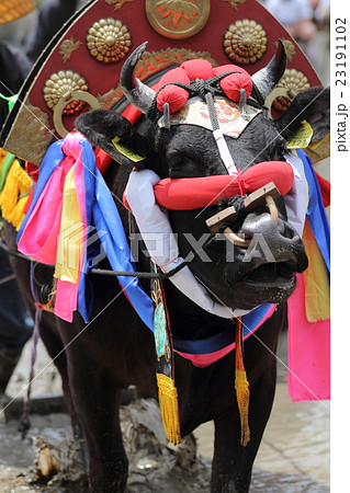 国指定重要無形民俗文化財　安芸のはやし田　原田のはやし田　飾り牛 23191102