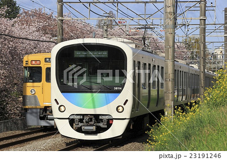 桜並木と西武新宿線30000系 23191246