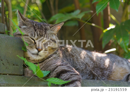 野良猫 23191559