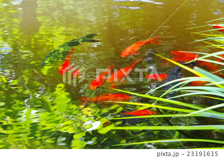 池 池 23191615