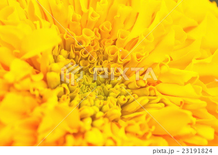 Petal of yellow marigold flower, Petal of yellow marigold flower, 23191824