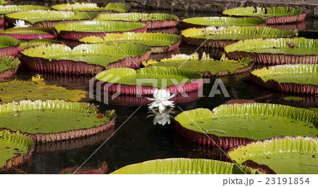 Water lily Victoria regia in Pamplemousses Water lily Victoria regia in Pamplemousses 23191854