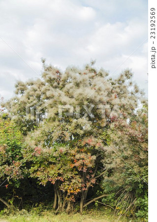 Smoketree bloom, Cotinus coggygria 23192569