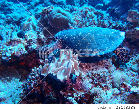 パラオの海の中でエサを探すカメ パラオの海の中でエサを探すカメ 23193338