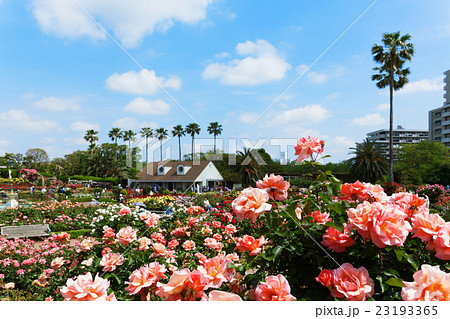 谷津バラ園のオレンジがかった桃色のバラの花・ザンブラ’93と景観 23193365