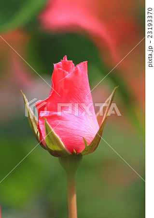 谷津バラ園の綺麗なピンク色のバラの花の蕾の写真素材