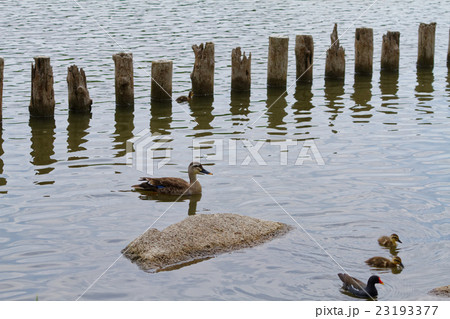 舎人公園の池のカルガモの親子 23193377