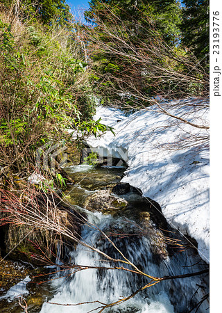 尾瀬国立公園 燧裏林道（上田代～天神田代付近） 2016年5月撮影 23193776