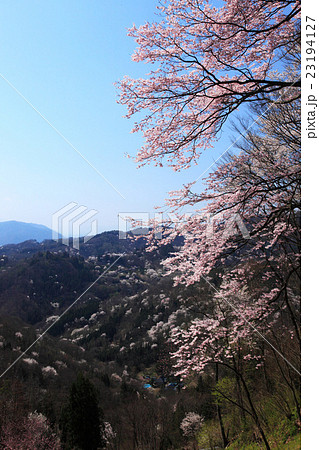 春の長野県池田町桜仙峡 23194127