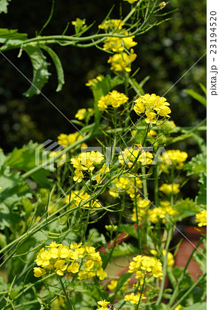 マスタードグリーンの花の写真素材