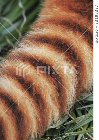 レッサーパンダ 尻尾の写真素材