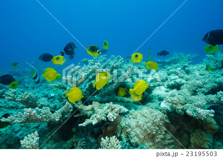 小笠原の熱帯魚キイロハギ 23195503