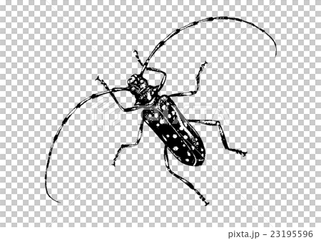 Lady beetle Lady beetle 23195596