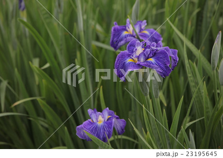 花菖蒲 花菖蒲 23195645