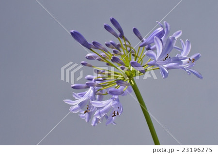 アガパンサス 23196275