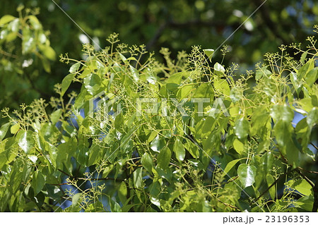 クスノキ 23196353