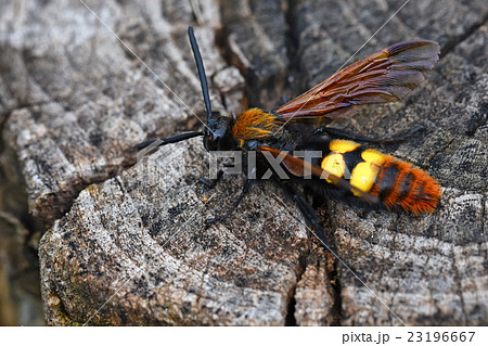Giant wasp or Scolia Giant wasp or Scolia 23196667