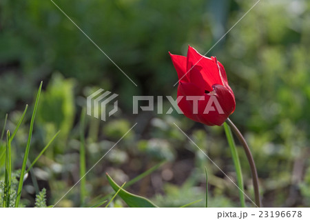 Wild flowering tulip 23196678
