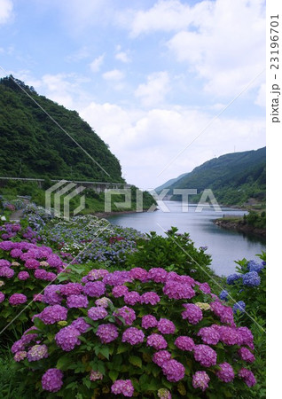 ダム湖畔の紫陽花 鹿島市中木庭ダムの写真素材