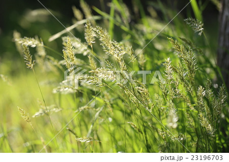 カゼクサ 23196703