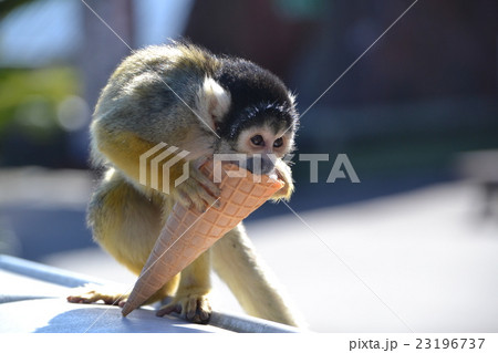 ゴミ箱から拾ったソフトクリームのコーンを食べるリスザルの写真素材