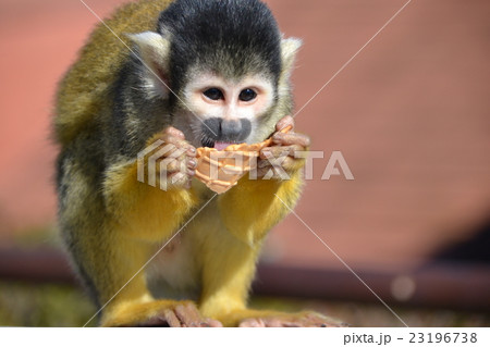 ゴミ箱から拾ったソフトクリームのコーンを食べるリスザル ゴミ箱から拾ったソフトクリームのコーンを食べるリスザル 23196738