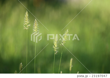 カゼクサ カゼクサ 23197047