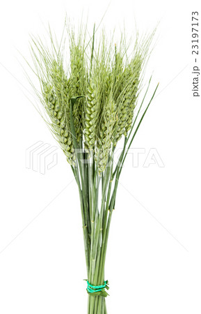 Wheat ears isolated 23197173