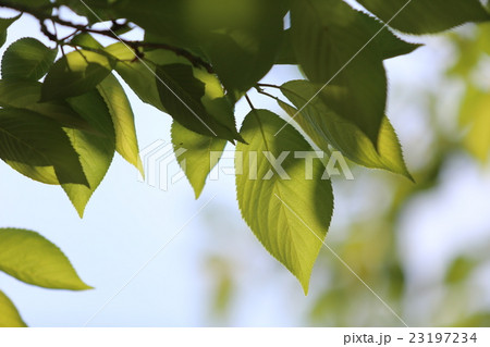 ヤマザクラ 23197234