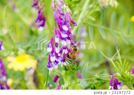 花とミツバチ 23197272