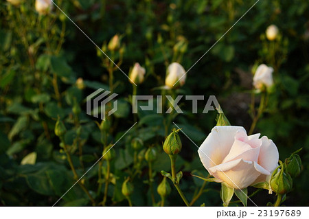 薔薇（グレンドーラ）さかき千曲川バラ公園 23197689