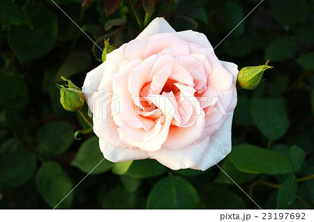 薔薇(グレンドーラ)さかき千曲川バラ公園 薔薇(グレンドーラ)さかき千曲川バラ公園 23197692