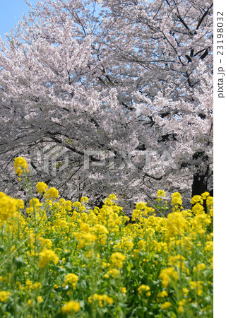 桜と菜の花 23198032