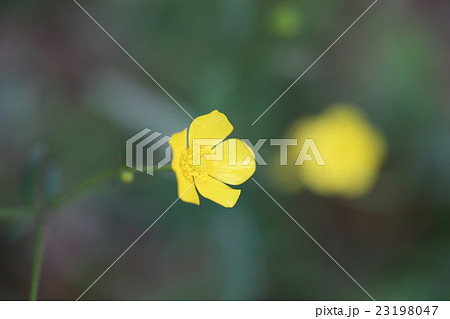 キツネノボタン 23198047